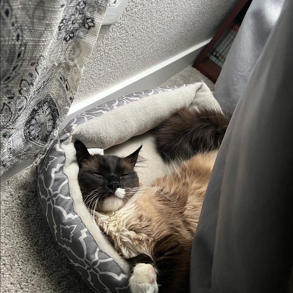 Meet your Posher, Samantha - Picture 6 of 7